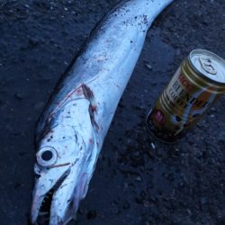 コノシロの群れの後に…