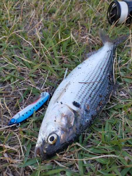 夕マヅメにコノシロの群れ