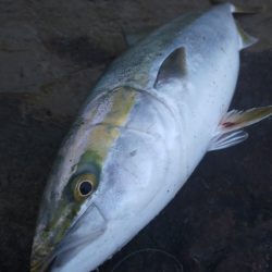 メジロ（ワラサ）今期青物始まりました