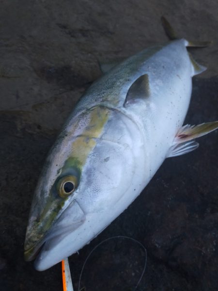 メジロ（ワラサ）今期青物始まりました