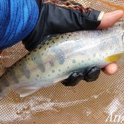 雨後の増水でビッグサイズ登場!