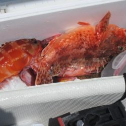 甘鯛、五目、カサゴ