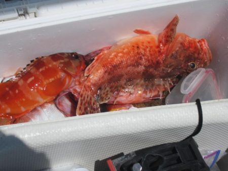 甘鯛、五目、カサゴ