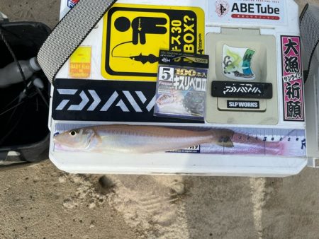 地元の釣り場を探ってみました