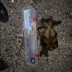 春アオリイカ狙い