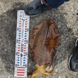 春アオリイカ狙い