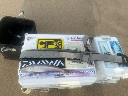 夕方の短時間釣行でしたが釣れました