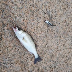 チーバス バイブ系ジグヘッド縛り