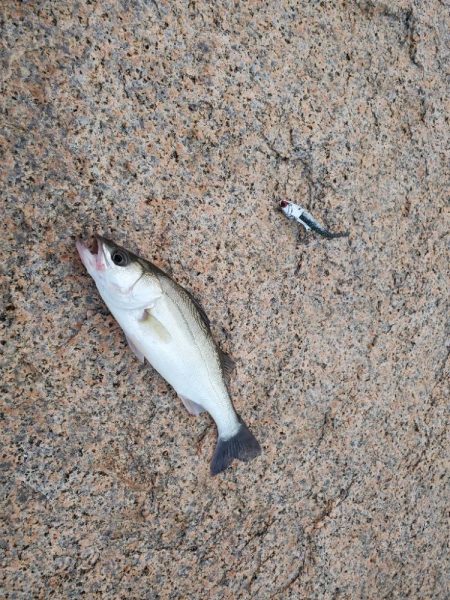 チーバス　バイブ系ジグヘッド縛り