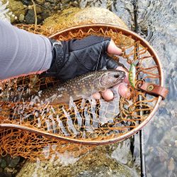 渇水ひどいので川選びですねー