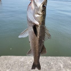 壁沿いシーバス