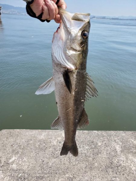 壁沿いシーバス