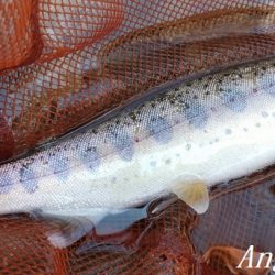 ド渇水の引原川