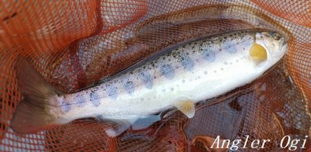 ド渇水の引原川