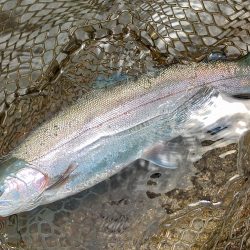 ペピーノ釣れる！　～平谷湖フィッシングスポ…