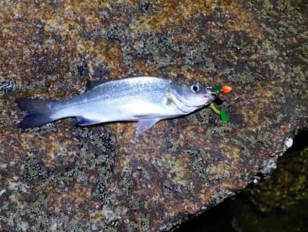 今日に限ってメジャー忘れた…