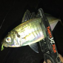 久々のアジング