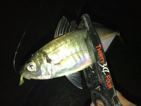 久々のアジング