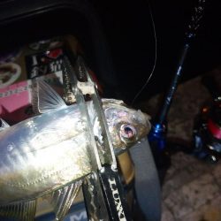 でかタコは何処へ～？