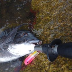 今季初チヌトップ