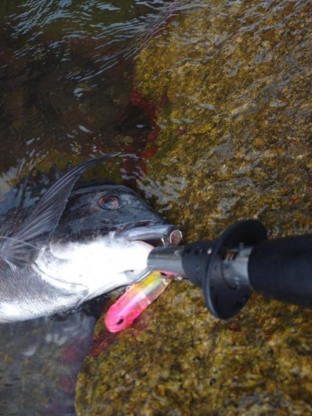 今季初チヌトップ