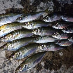 久々にアジ発見