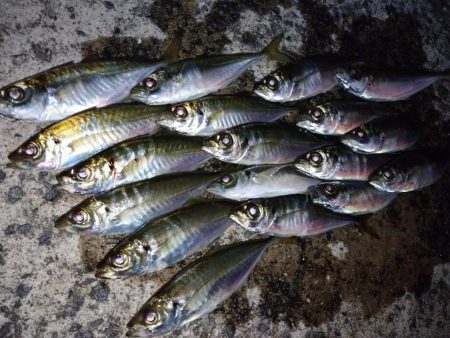 久々にアジ発見