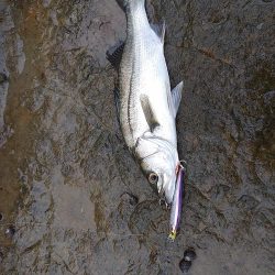 シーバスとアオリイカ