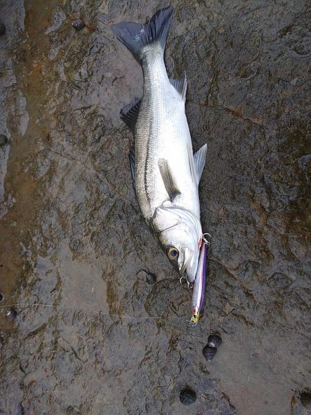 シーバスとアオリイカ