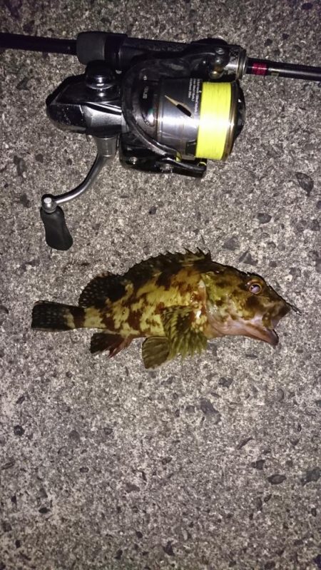 ライトロックフィッシュゲーム