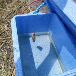 大和川水系でタナゴ釣り