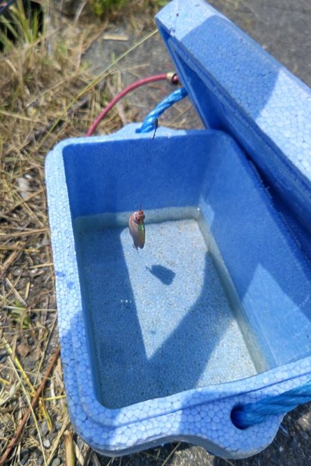 大和川水系でタナゴ釣り