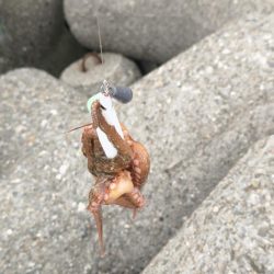 タコ釣り