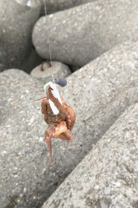 タコ釣り
