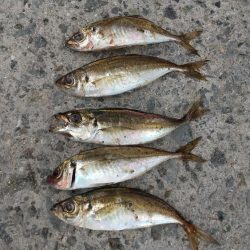 サイズアップを求めて!