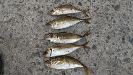 サイズアップを求めて！