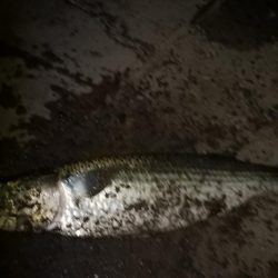 アジが釣れなくて場所移動