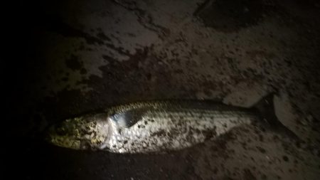 アジが釣れなくて場所移動