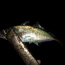 厳しい釣行でした。