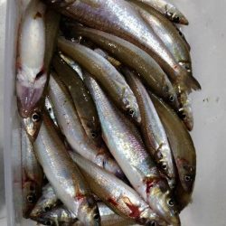 遠投キス投げ釣り