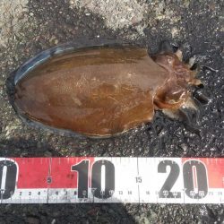 粘ってコウイカゲット