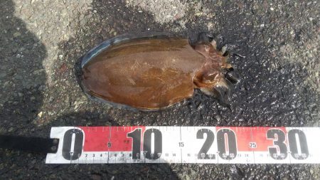 粘ってコウイカゲット