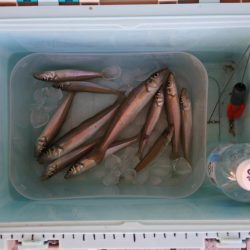 強風下のキス釣り