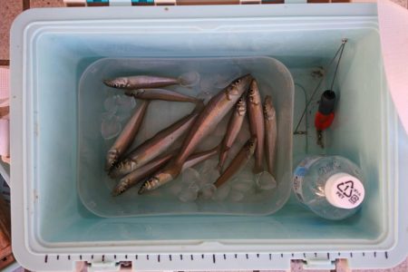 強風下のキス釣り