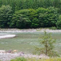 増水でイワナが高活性【天川】