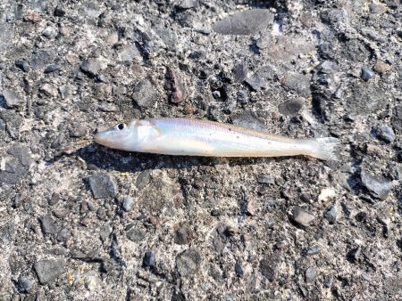 片男波にてちょい投げ