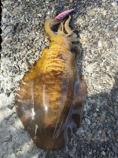 アオリイカ３杯