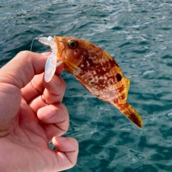 ボートエギング＆ロックフィッシュ