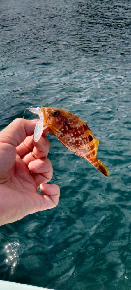 ボートエギング＆ロックフィッシュ