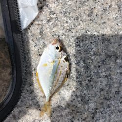 地磯へ行くも、、